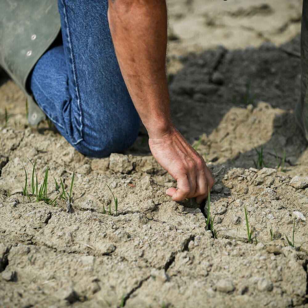 Alto rischio siccità in Sicilia e Sardegna: l'allerta del Wwf sul cambiamento climatico