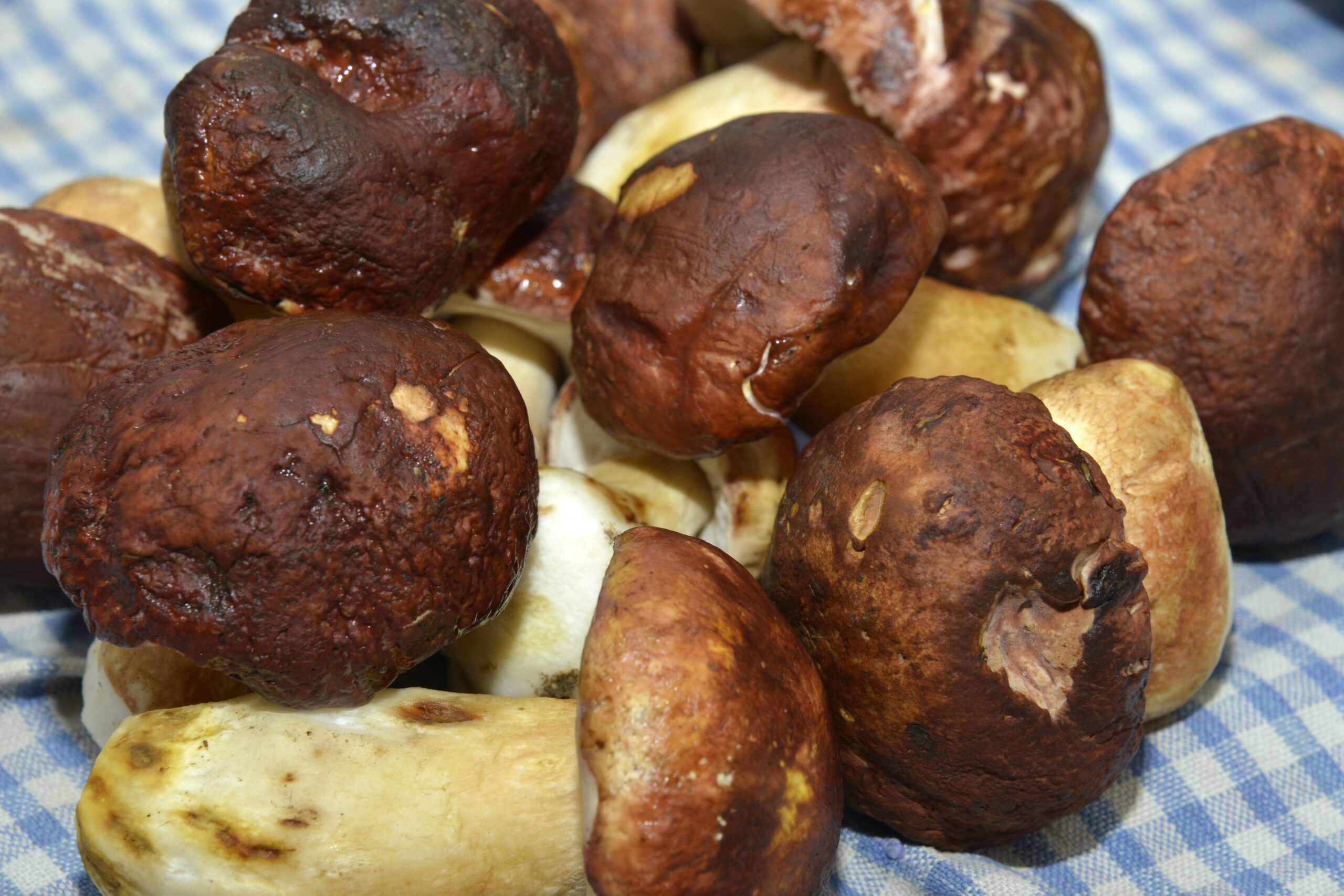 Funghi tossici in Toscana: 15 intossicazioni nel fine settimana recente