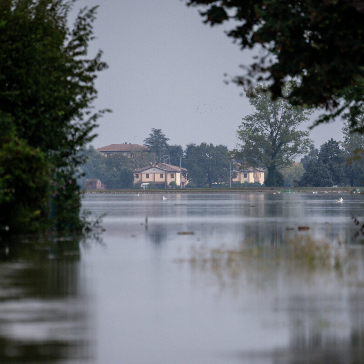 Maltempo a Livorno, salvataggio urgente per 200 vitelli e un allevamento in crisi