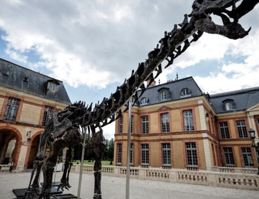 Scheletro di apatosauro gigante venduto per sei milioni di euro in Francia