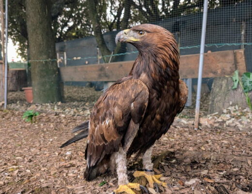 Gwaihir, l’aquila reale ritrovata in provincia di Napoli e restituita al padrone