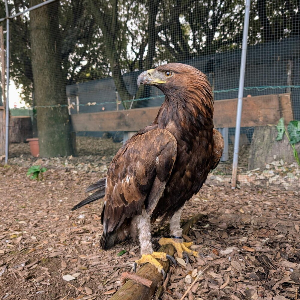 Gwaihir, l’aquila reale ritrovata in provincia di Napoli e restituita al padrone