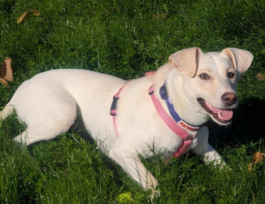 Cagnolina Kate ritrovata viva dopo 14 giorni di scomparsa all’Abetone