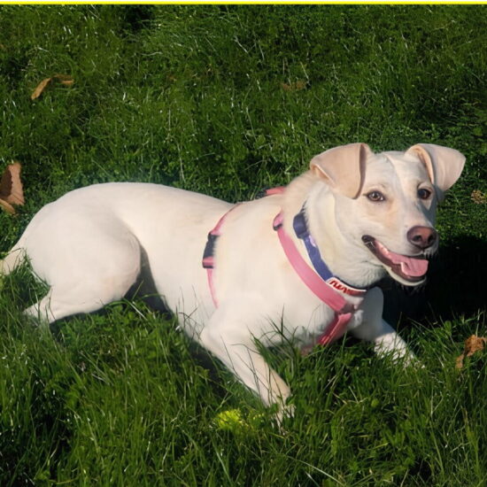 Cagnolina Kate ritrovata viva dopo 14 giorni di scomparsa all’Abetone