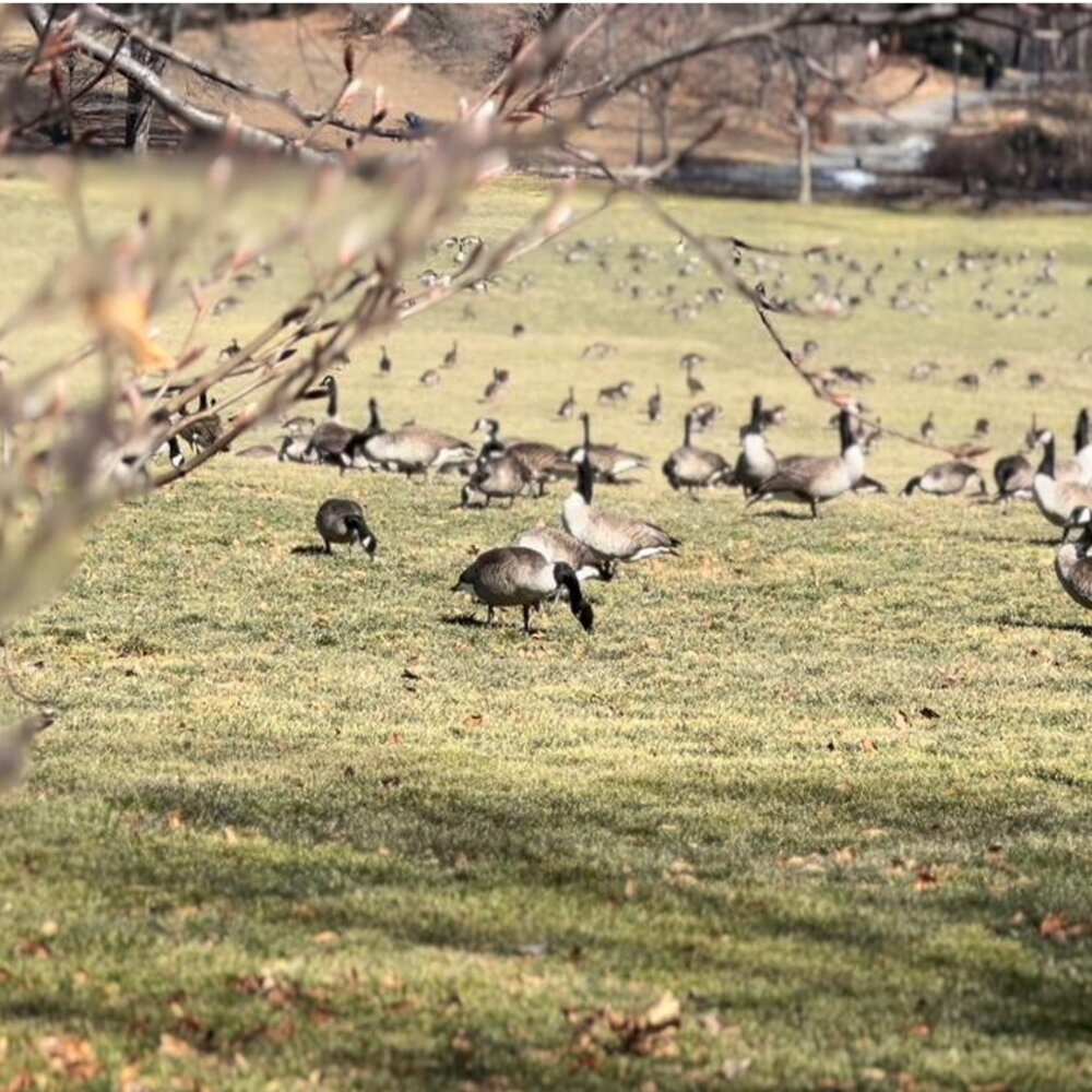 L’invasione pacifica delle anatre canadesi a Central Park, New York