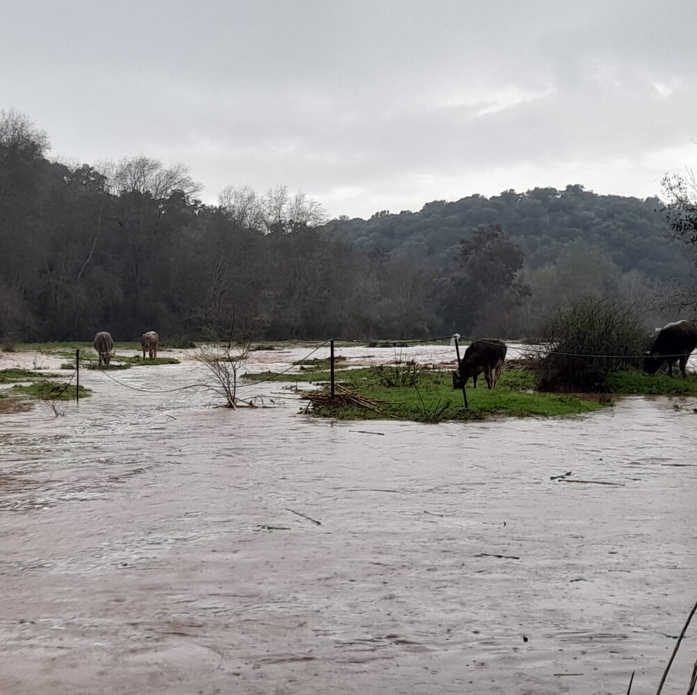 Forti piogge in Andalusia e Murcia: una vittima a Siviglia e ricerche in corso per il marito disperso Da giovedì attese nuove forti precipitazioni e venti intensi in Spagna