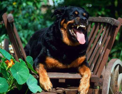 Due bambini gravemente feriti da rottweiler della nonna a Lavinio Lido di Enea vicino Roma