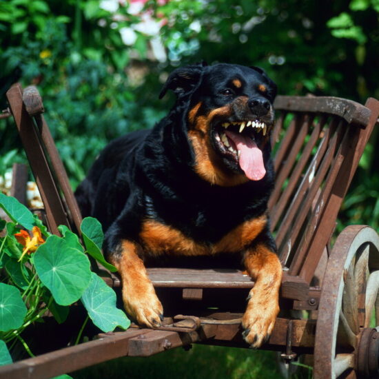 Due bambini gravemente feriti da rottweiler della nonna a Lavinio Lido di Enea vicino Roma