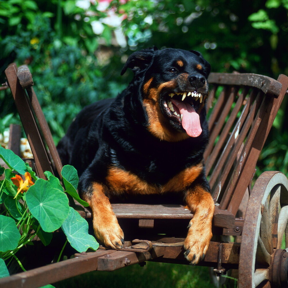 Due bambini gravemente feriti da rottweiler della nonna a Lavinio Lido di Enea vicino Roma