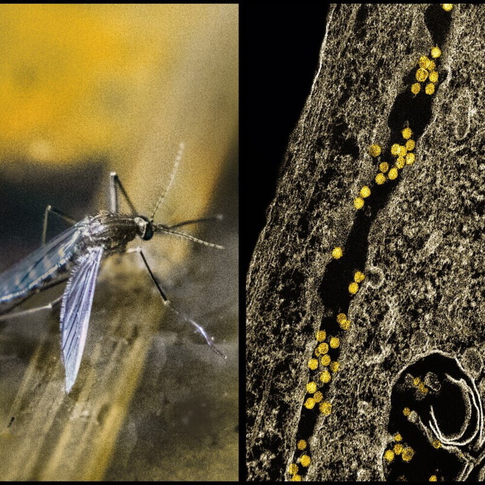 West Nile virus, primo caso in Puglia: uomo positivo a Lecce, Asl attiva protocolli e sorveglianza