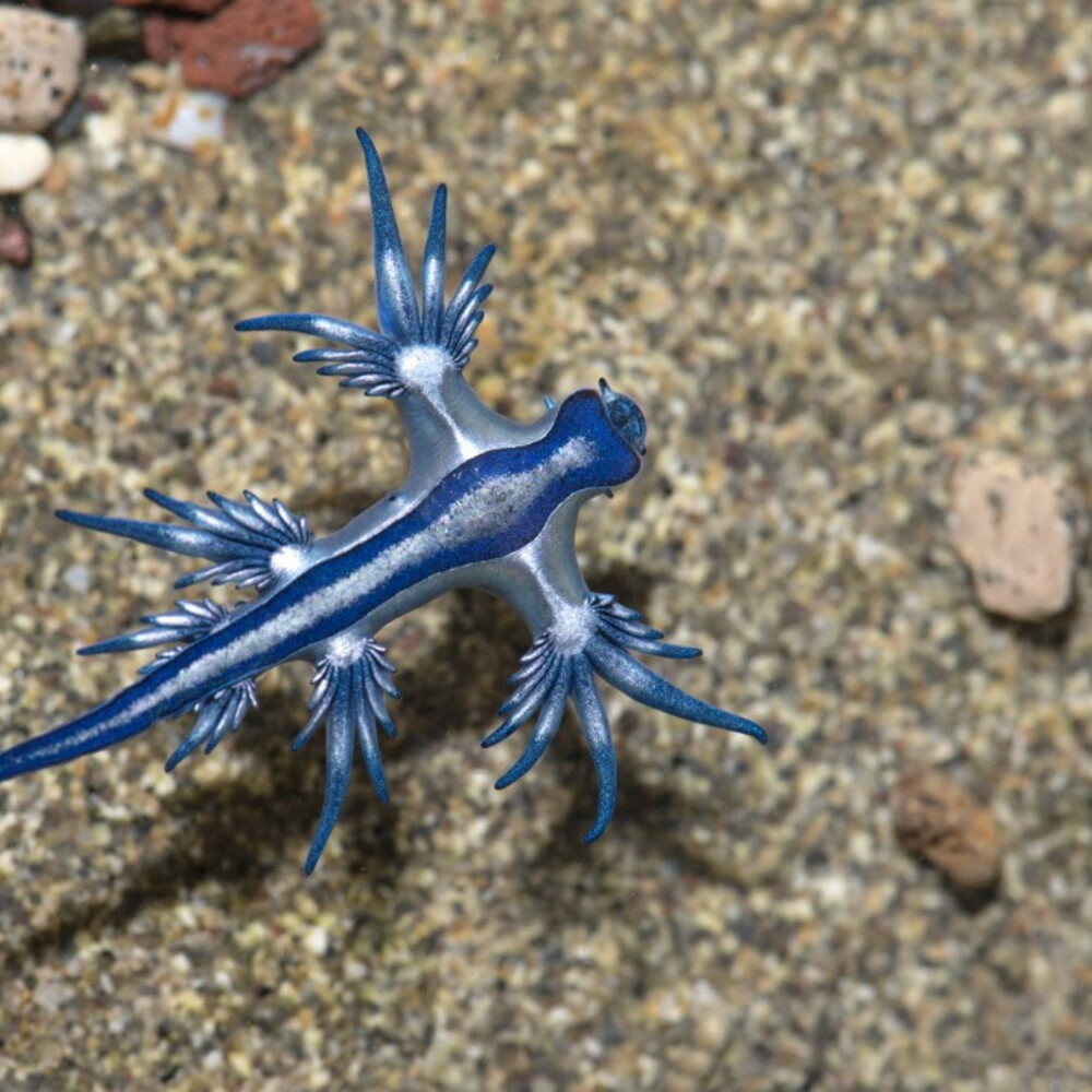 Drago Blu in Spagna: perché chiude le spiagge e cosa rischia chi lo tocca