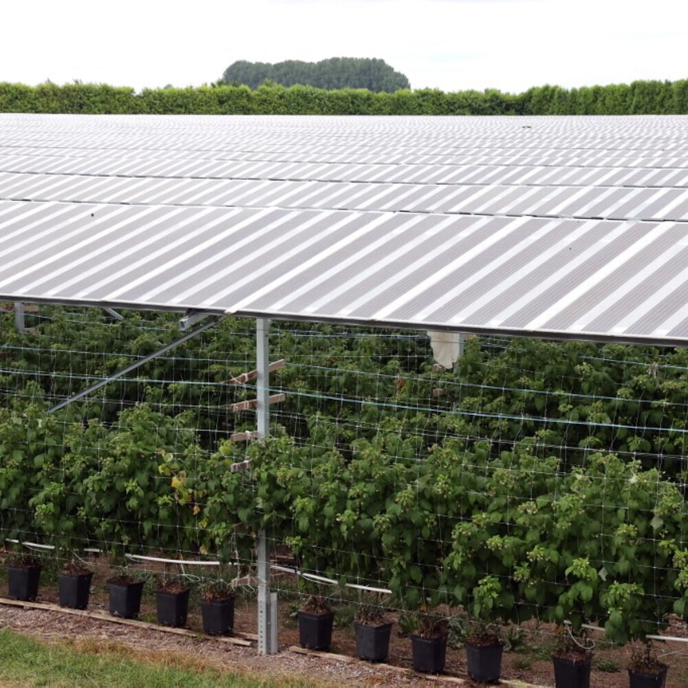 Agrivoltaico: Cosa Succede alle Colture tra i Pannelli Solari? Lo Studio della Cornell University