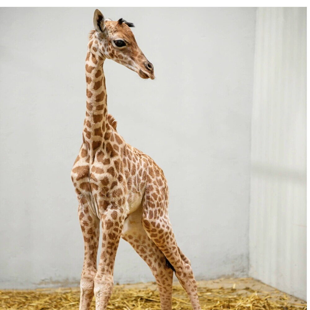 Fiocco rosa al Parco zoologico di Parigi: è nata una cucciola di giraffa Kordofan