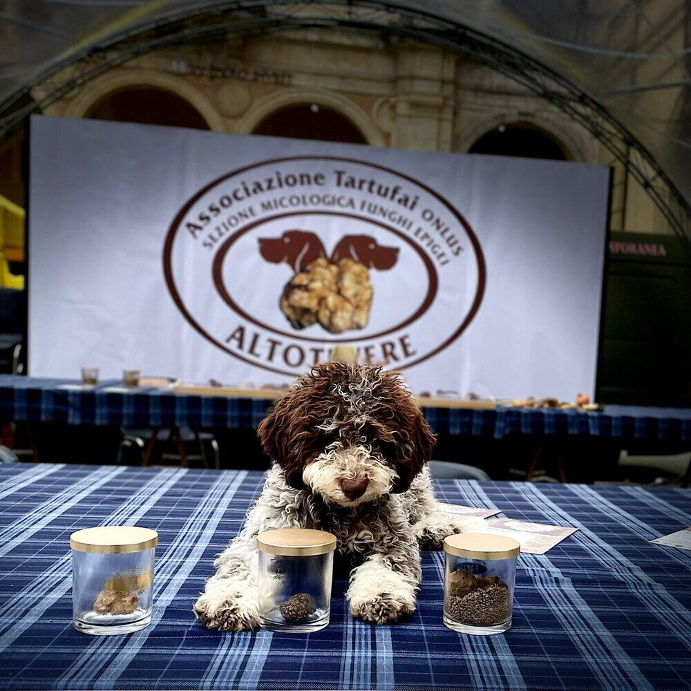A Città di Castello apre la stagione di caccia al tartufo bianco: date e programma del Salone Nazionale